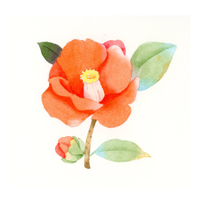 水彩花卉打卡 以畫筆記錄花開的瞬間