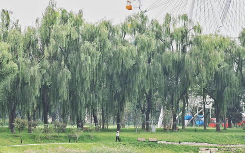 城市綠心再添新景 北京龍潭中湖公園“十一”前免費開放，園林綠化工程進入沖刺階段