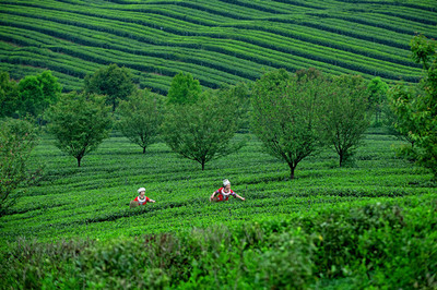 茶韻飄香武陵山，產(chǎn)業(yè)振興新篇章——首屆“秀山毛尖”杯茶王賽暨第二屆武陵山茶文化節(jié)成功舉辦，農(nóng)副產(chǎn)品銷(xiāo)售成果喜人