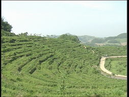 品味自然精華，探尋茶葉種植基地與農(nóng)副產(chǎn)品銷(xiāo)售之旅