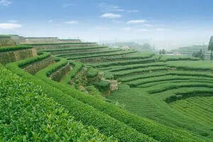 普洱茶黃曲霉素超標(biāo)現(xiàn)象剖析與農(nóng)副產(chǎn)品銷(xiāo)售安全策略