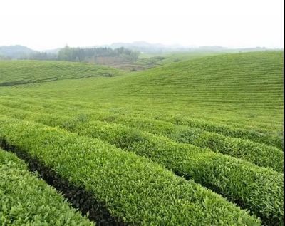 納雍高山茶 純凈生態(tài)鑄就的茶中珍品