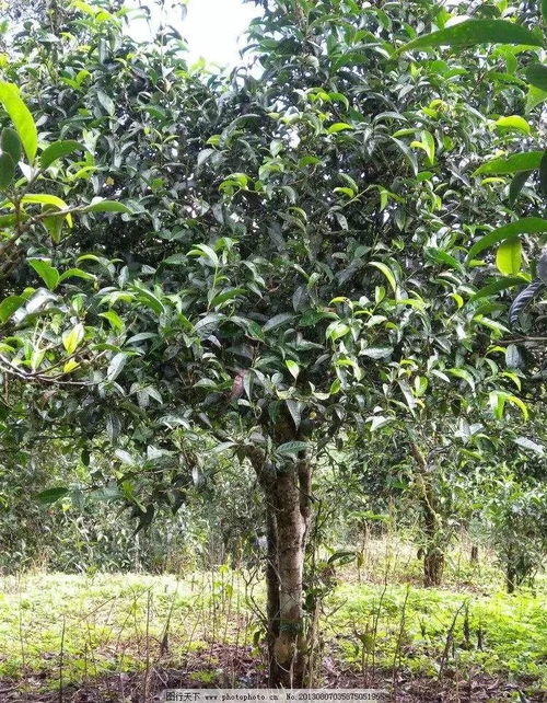 從茶樹品種到品飲藝術 全面指南如何挑選高品質普洱茶